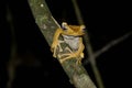 Frog of Borneo, Sabah the land below the wind.